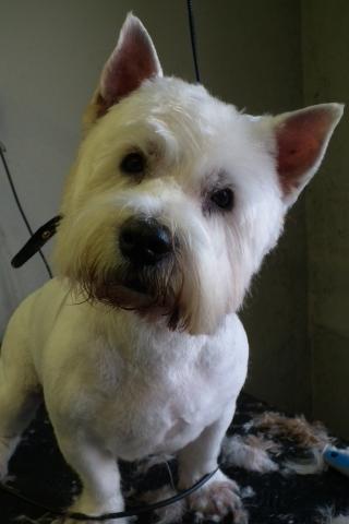 WESTIE_AFTER.JPG