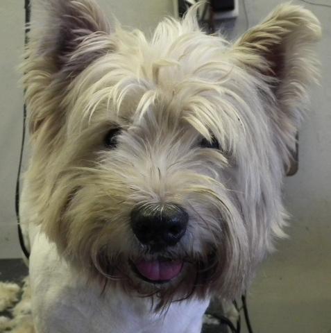 WESTIE_B4.JPG