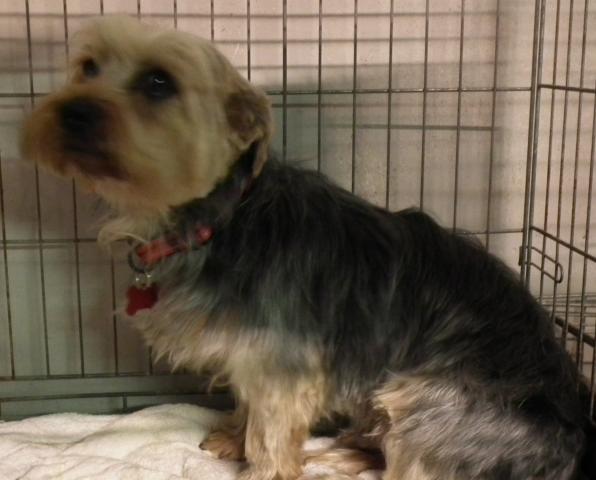 YORKIE_AFTER.JPG