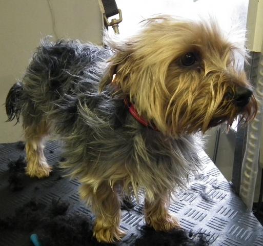 YORKIE_B4.JPG