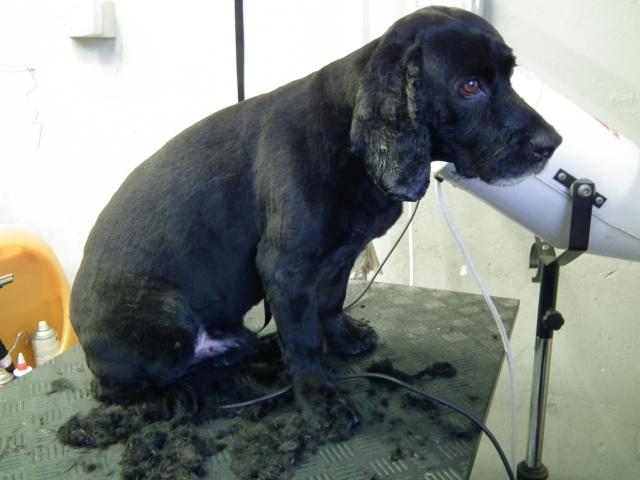spaniel_after.JPG
