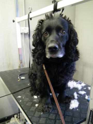 spaniel_before.JPG